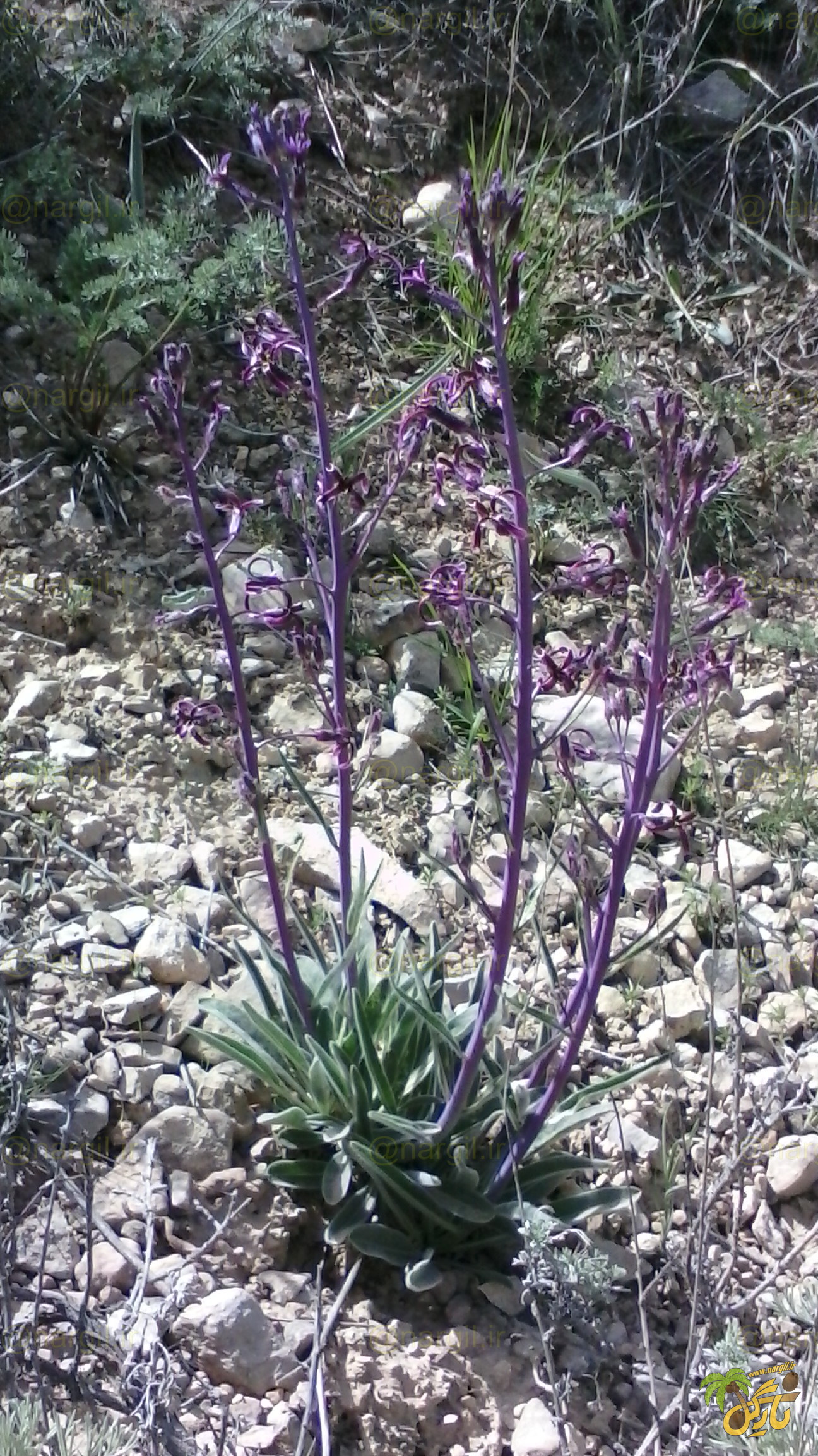 چلیپای مرتفع